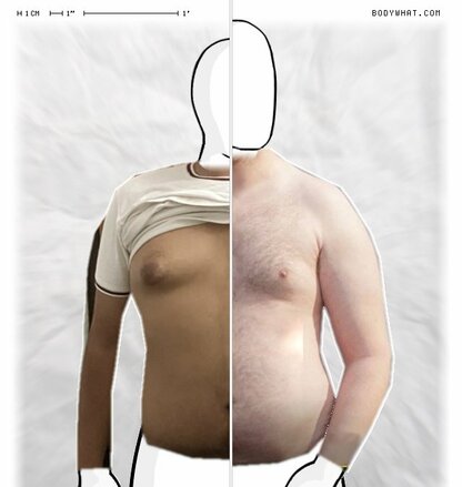 Torso Comparison