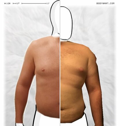 Torso Comparison