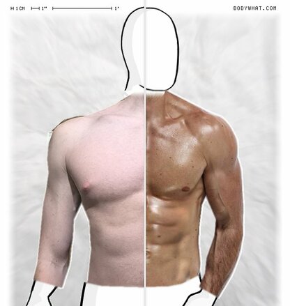 Torso Comparison