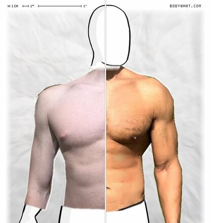 Torso Comparison