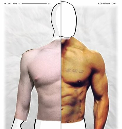 Torso Comparison