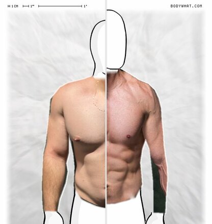 Torso Comparison