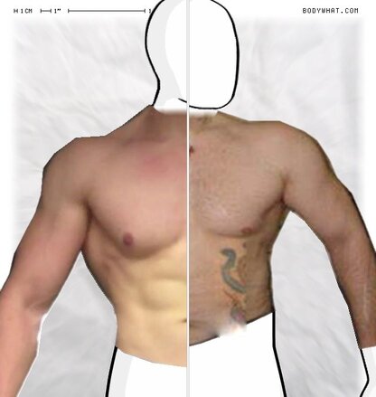 Torso Comparison