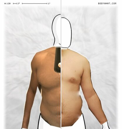 Torso Comparison