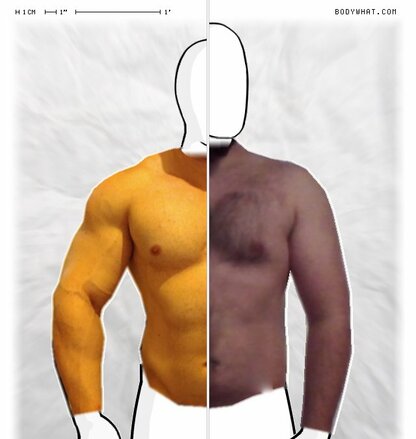 Torso Comparison