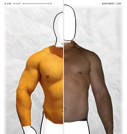 Torso Comparison