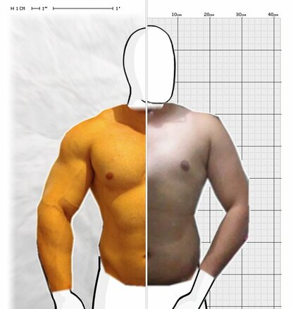 Torso Comparison