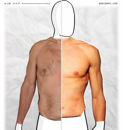 Torso Comparison
