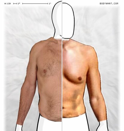 Torso Comparison