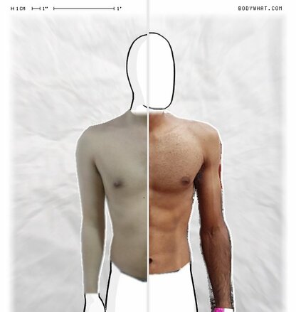 Torso Comparison