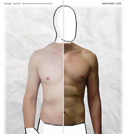 Torso Comparison