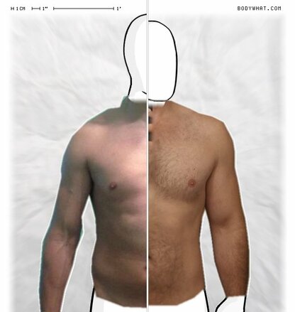 Torso Comparison