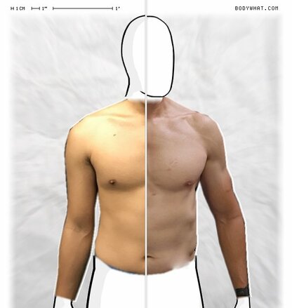 Torso Comparison