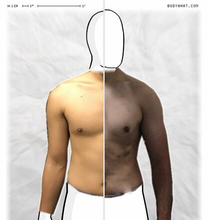 Torso Comparison