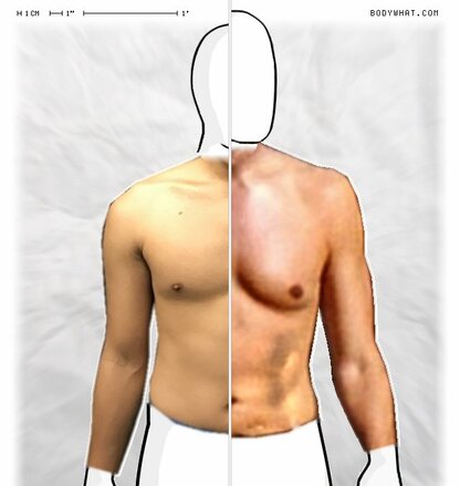 Torso Comparison