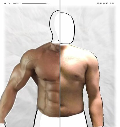 Torso Comparison