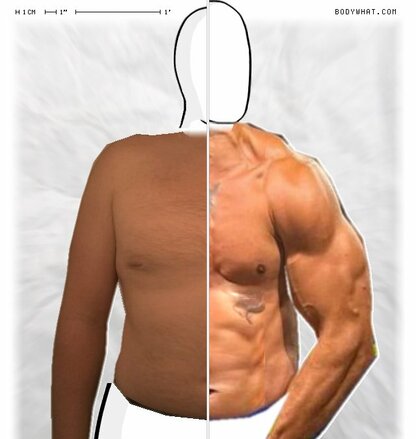 Torso Comparison