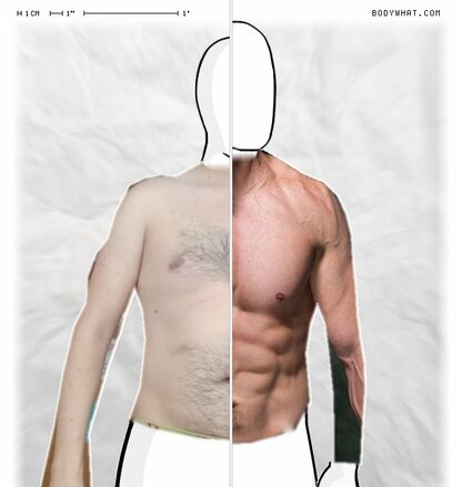 Torso Comparison