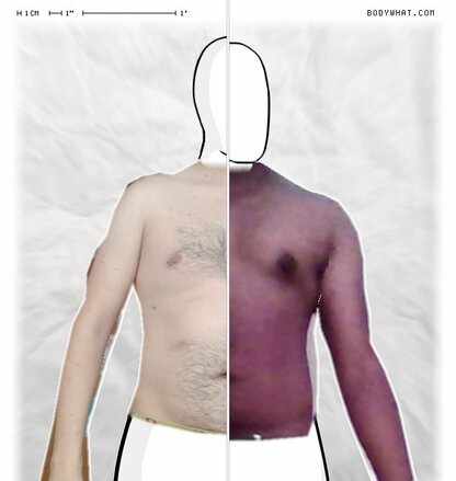 Torso Comparison