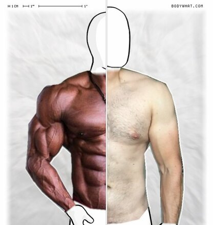 Torso Comparison