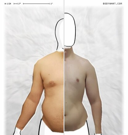 Torso Comparison