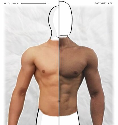 Torso Comparison