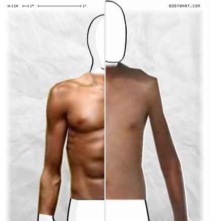 Torso Comparison