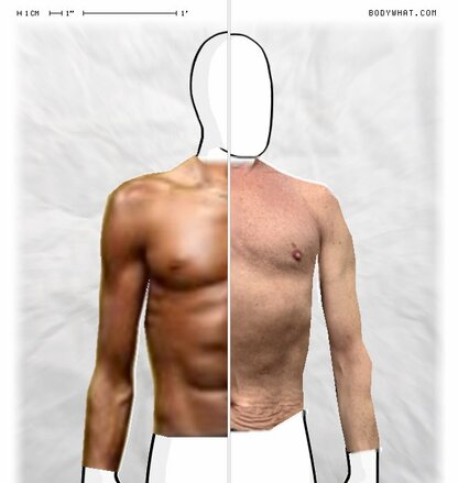 Torso Comparison