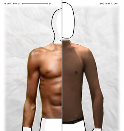 Torso Comparison