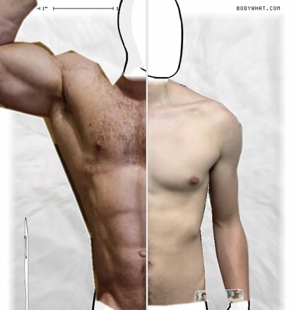 Torso Comparison