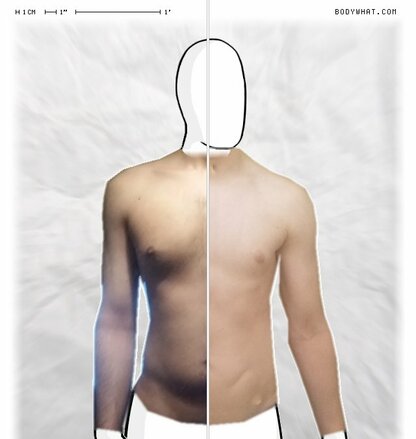 Torso Comparison