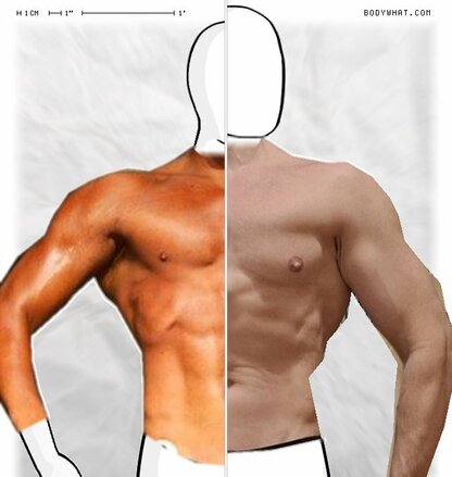 Torso Comparison