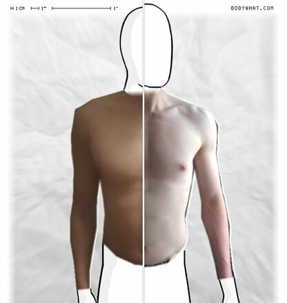 Torso Comparison