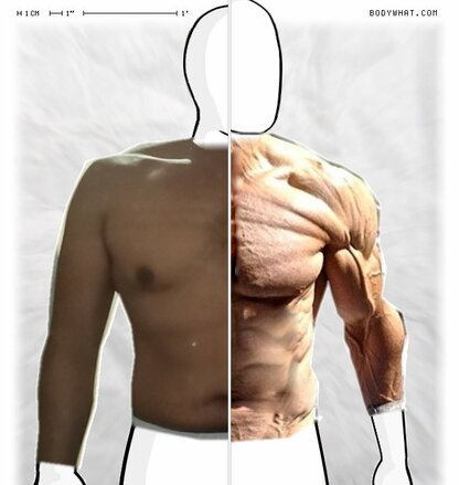 Torso Comparison