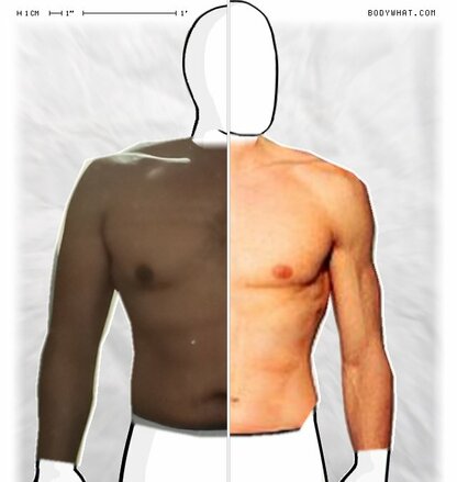 Torso Comparison