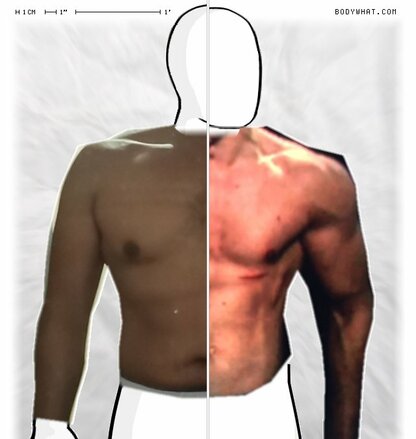 Torso Comparison