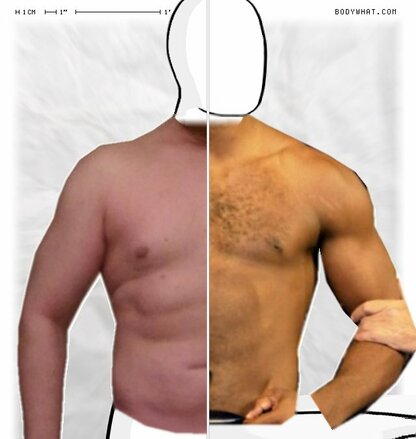 Torso Comparison