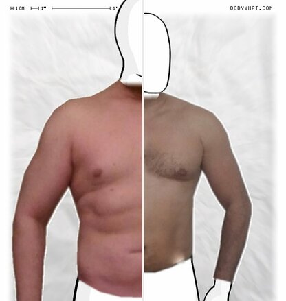 Torso Comparison