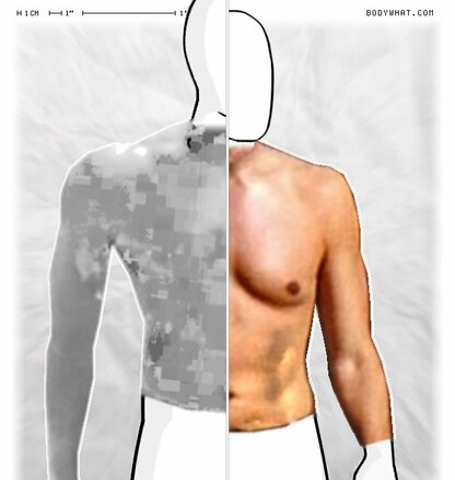 Torso Comparison