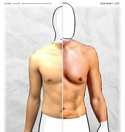 Torso Comparison