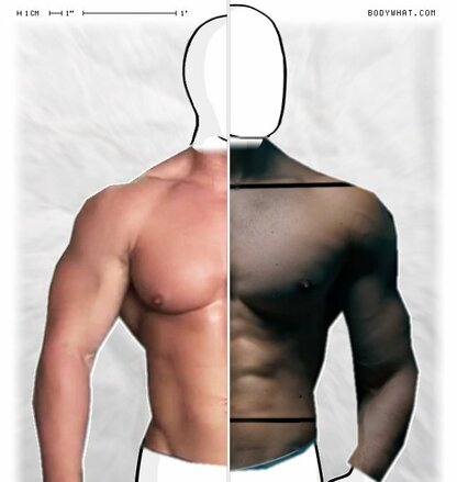 Torso Comparison