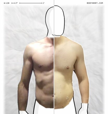 Torso Comparison