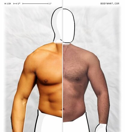 Torso Comparison