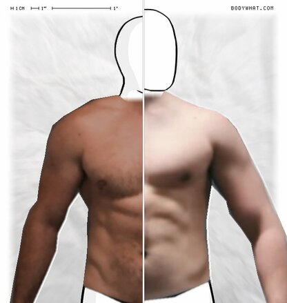 Torso Comparison