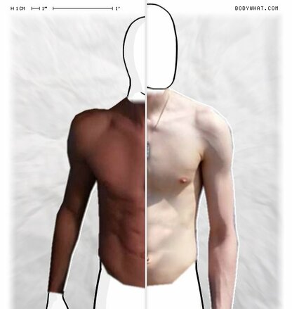 Torso Comparison