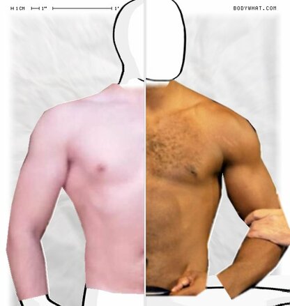 Torso Comparison