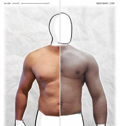 Torso Comparison