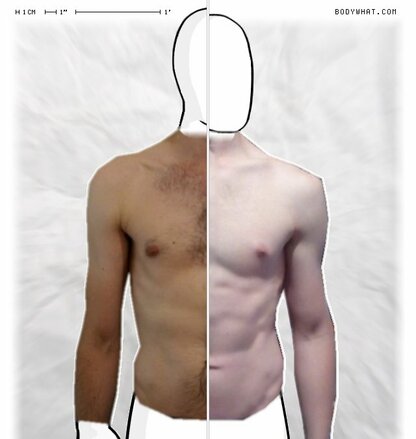 Torso Comparison