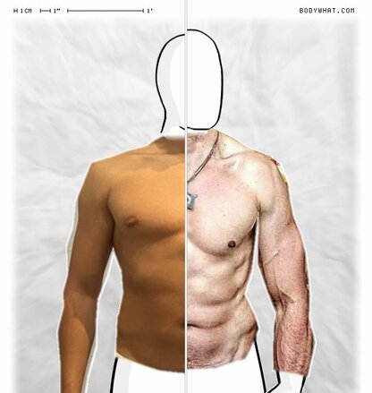 Torso Comparison