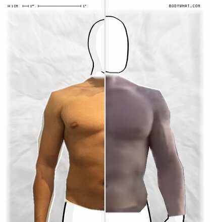 Torso Comparison